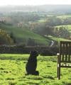 Dog friendly holiday Cottages Axminster | Lea Hill Devon Dogs